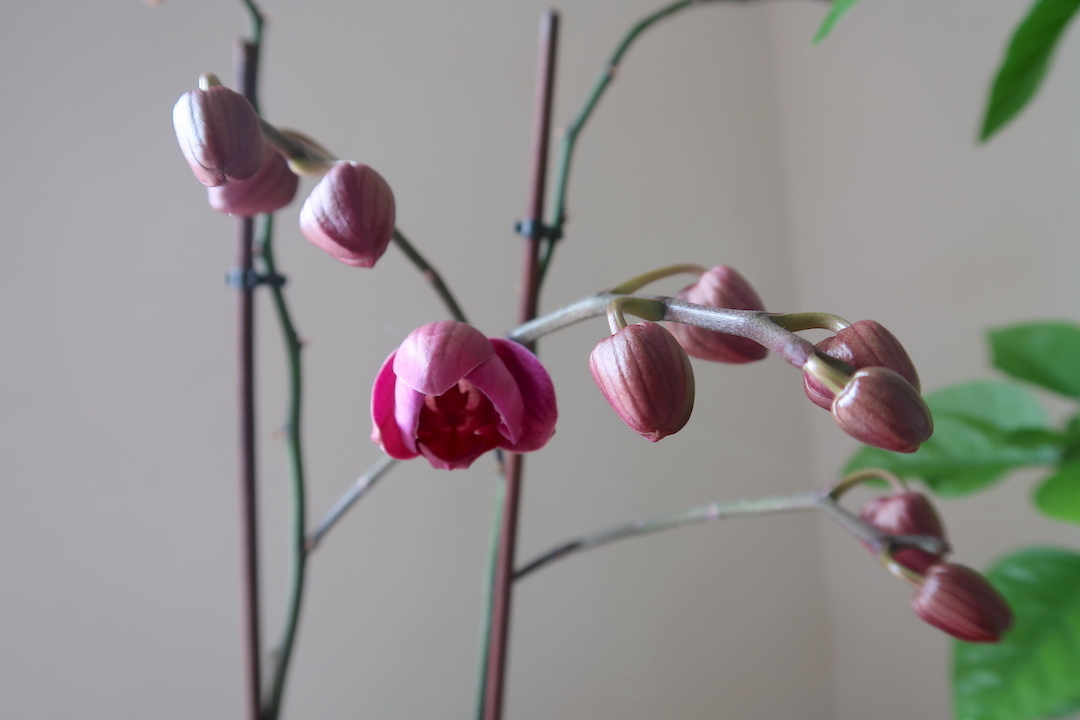 蘭の花再び咲いてくれてありがとう、4か月咲き2か月後また美しい花_f0234936_21263908.jpg
