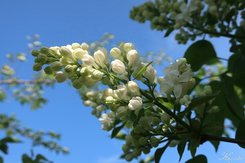 庭の花 ライラック 北欧万華帖