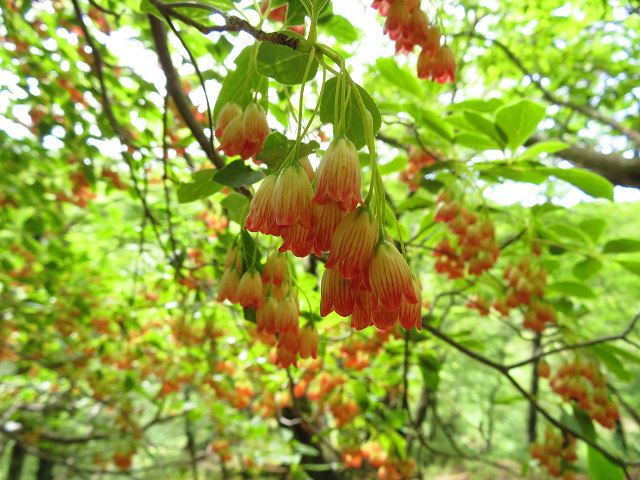 サラサドウダン祭り~お山は花盛~♪ 【奈良県】6/5_d0387443_19323552.jpg