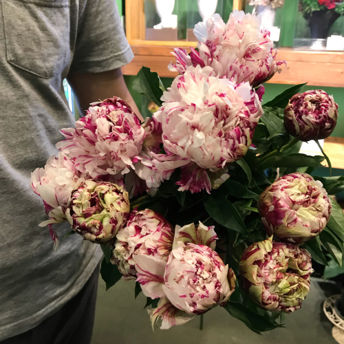 今日の切り花ピックアップ Flowers 請西東のお花屋さん 今日の切り花ピックアップ Flowers 請西東のお花屋さん