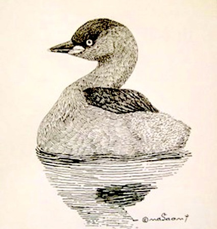 #自然画 #ペン画 #Pen drawing『鳰 #LittleGrebe』_a0083553_21372168.jpg