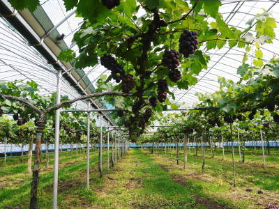 熊本ぶどう 社方園 令和3年度も至高のぶどうを育てあげます!長期にわたり出荷できるよう栽培中(前編)_a0254656_17432347.jpg