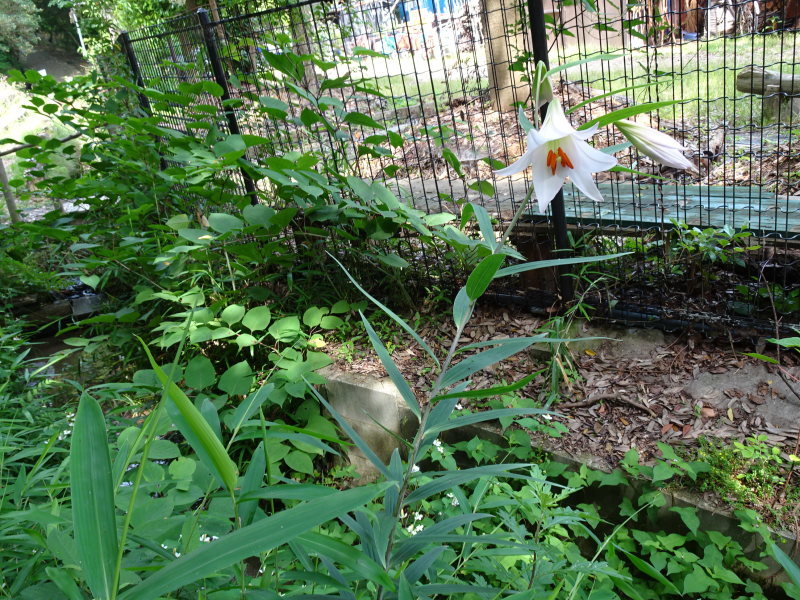 子メダカ飼育準備・・・うみべの森_c0108460_12270104.jpg