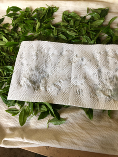 新茶作り_f0363168_17382631.png