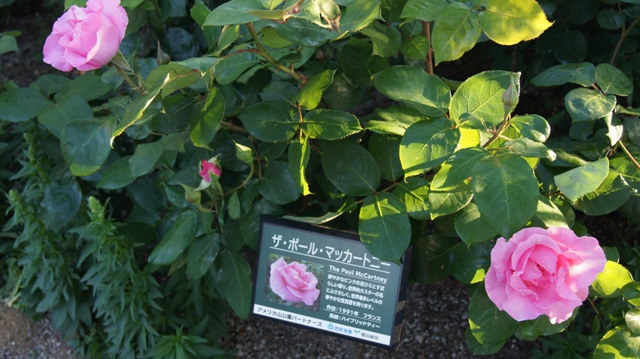 横浜アメリカ山公園~♥_f0029571_12465304.jpg