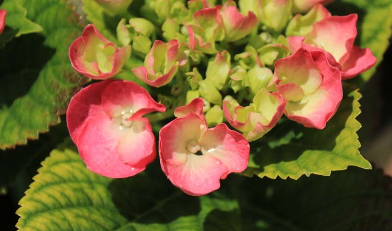 紫陽花がしおれて のんびり歩こう三重の道