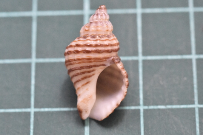 貝拾いに行きたい 貝の名前調べ 海風圏の 海風だより