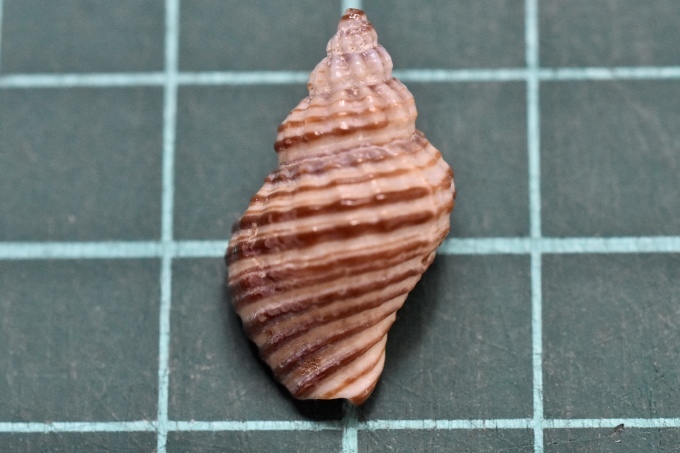 貝拾いに行きたい 貝の名前調べ 海風圏の 海風だより