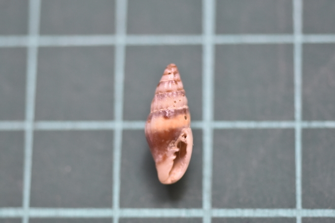 貝拾いに行きたい 貝の名前調べ 海風圏の 海風だより