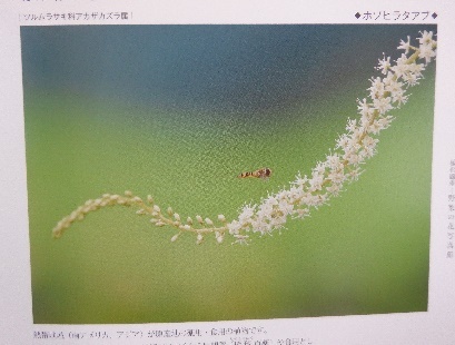植松氏の訃報が_e0077899_14262350.jpg
