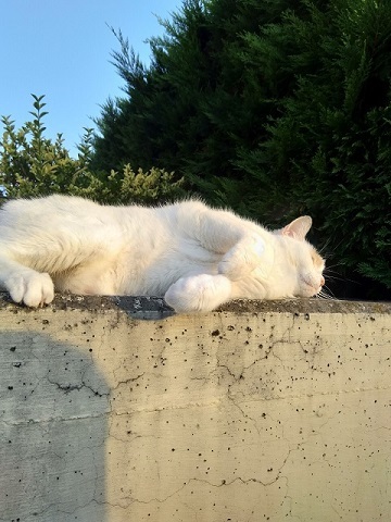 とけていく猫 （Gatto）_d0006400_01310928.jpg