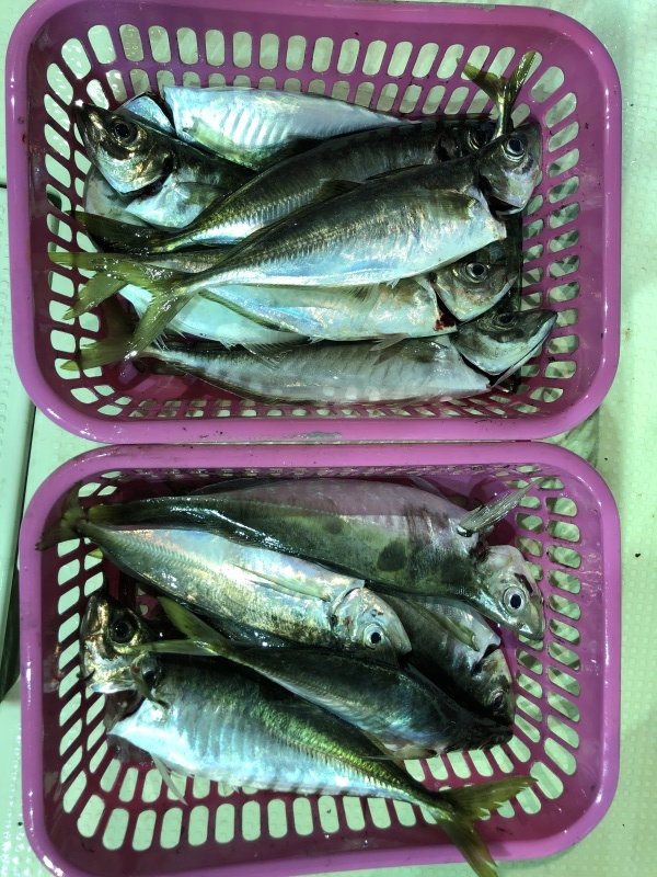 6月の釣果。_b0282208_00040842.jpeg