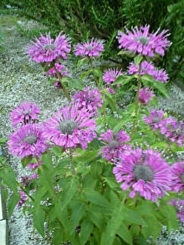 本当に花火のような花姿になるベルガモット Natural Gardening