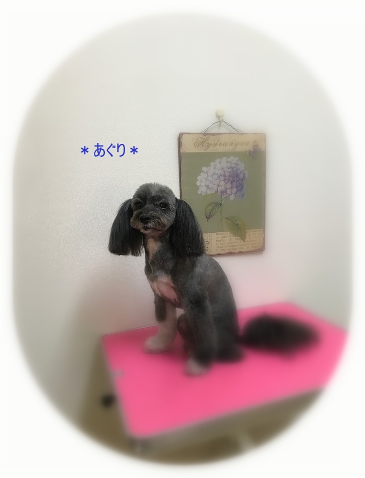 あぐり君_a0315823_19323801.jpg