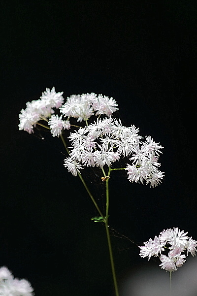 赤城自然園夏の花_e0413627_15235465.jpg