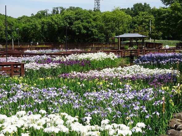 山田池公園の花菖蒲園_b0299042_12261989.jpg