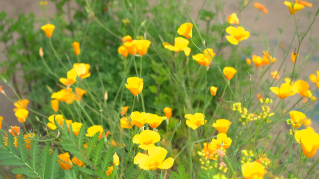お花畑計画続行中・・・経過報告です_d0377645_00041803.jpg