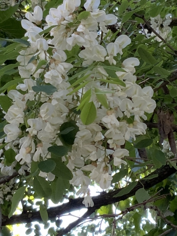 満開のアカシアの花 ダイアリー