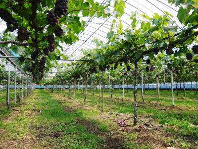 熊本ぶどう 社方園 令和3年度も至高のぶどうを育てあげます!長期にわたり出荷できるよう栽培中(後編)_a0254656_17374403.jpg