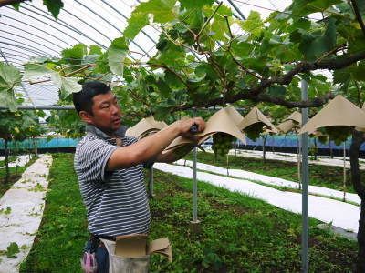 熊本ぶどう 社方園 令和3年度も至高のぶどうを育てあげます!長期にわたり出荷できるよう栽培中(後編)_a0254656_17594117.jpg