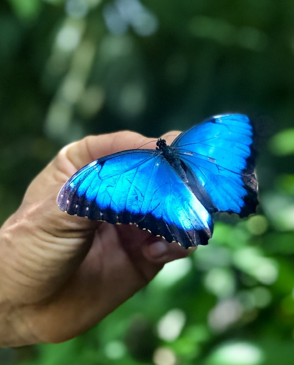 ブルーカルセドニー　蝶　スタンド付き　共生あり　　　ちょう　美しい　バタフライ ブルーカルセドニー 蝶 スタンド付き 共生あり ちょう 美しい バタフライ