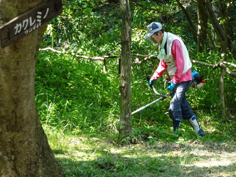 最後のササユリが咲いた・・・うみべの森_c0108460_16163082.jpg