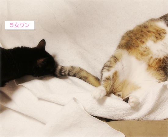 腹出しパッカーン_a0389088_06163488.jpg