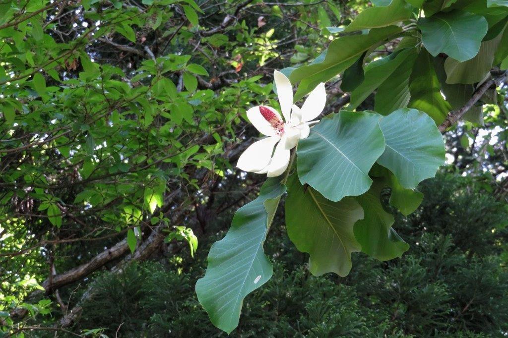 朴の花 ボケそう 朴の花 ボケそう