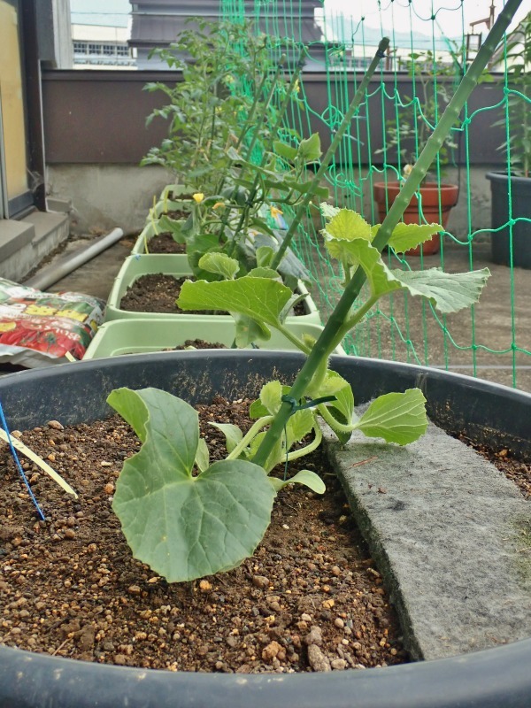 屋上菜園は順調に育ち始めました!_c0336902_18594336.jpg