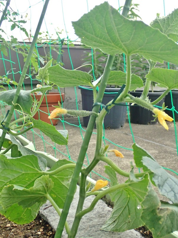 屋上菜園は順調に育ち始めました!_c0336902_18594774.jpg