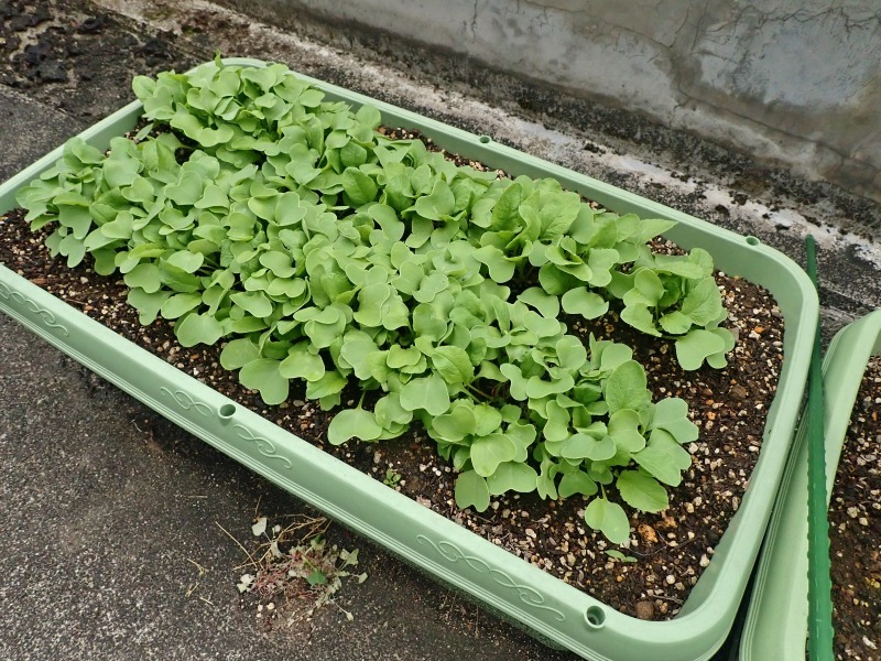 屋上菜園は順調に育ち始めました!_c0336902_18595131.jpg