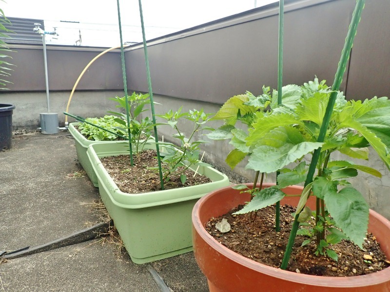 屋上菜園は順調に育ち始めました!_c0336902_18595580.jpg
