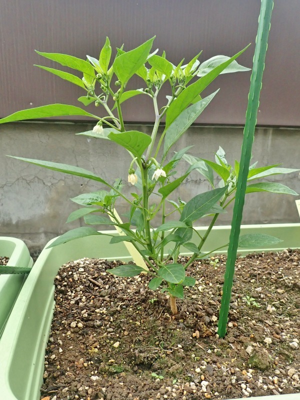 屋上菜園は順調に育ち始めました!_c0336902_18595805.jpg