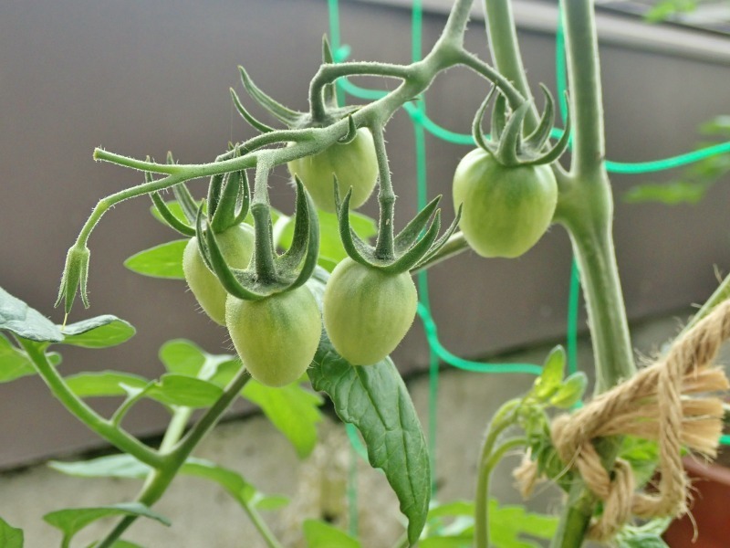 屋上菜園は順調に育ち始めました!_c0336902_19000173.jpg