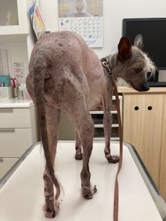 しっぽ 毎日笑顔 裸犬 温 真珠 絆愛 しっぽ 毎日笑顔 裸犬 温 真珠 絆愛