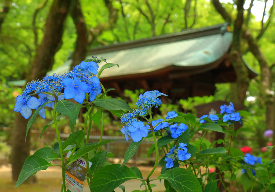 筥崎宮あじさい苑_e0093903_09001169.jpg