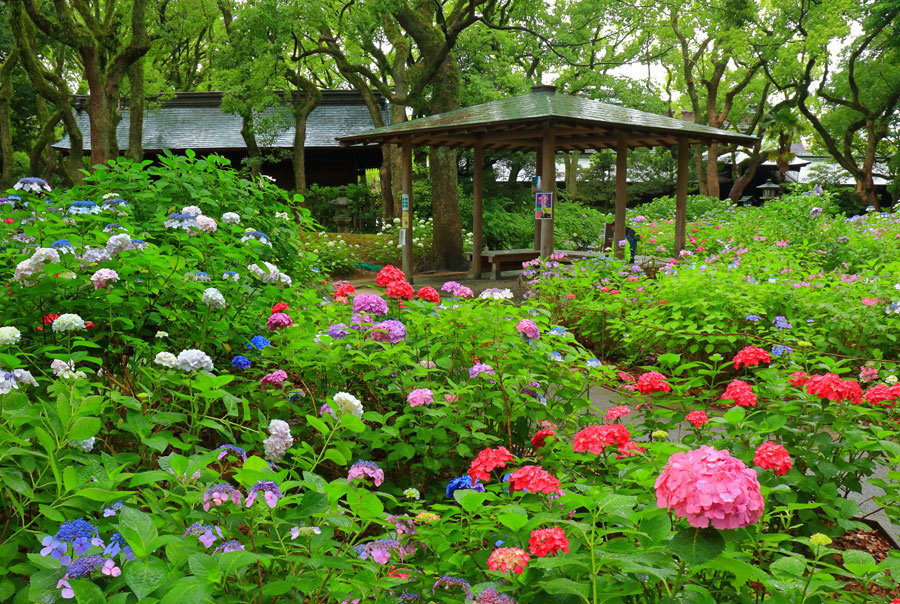 筥崎宮あじさい苑_e0093903_09004940.jpg