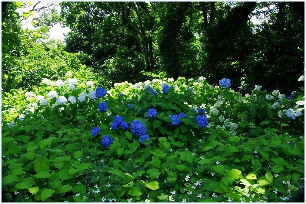 ブルー_c0352813_17262490.jpg