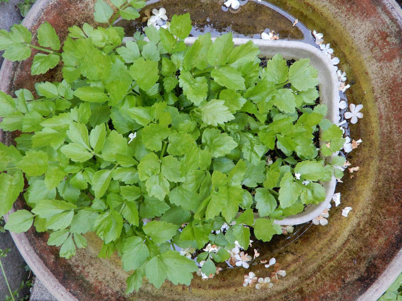 この夏一番の暑さ_c0025115_21564763.jpg