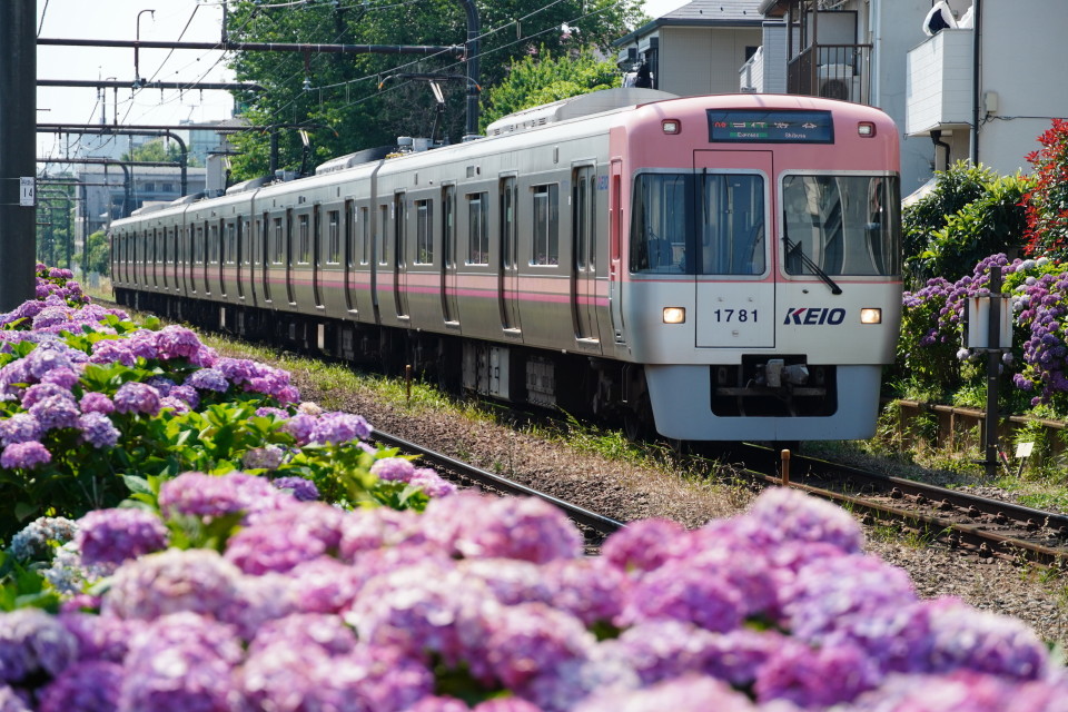 京王井の頭線浜田山の紫陽花 Hiro の鉄旅ブログ