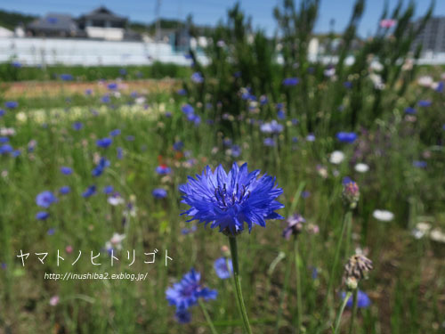 最近食べたもの【立夏】②_e0394031_05562759.jpg