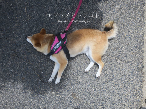 最近食べたもの【立夏】②_e0394031_05564009.jpg