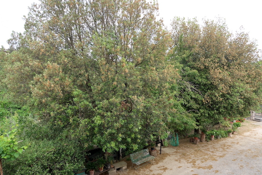 雨降るか天気に振り回される今日この頃_f0234936_01275788.jpg