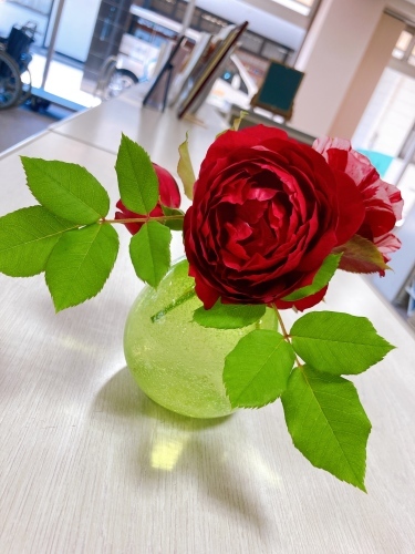 森本本部 バラは英語でrose フランス語でもrose 愛知県一宮市 たんぽぽ介護センター