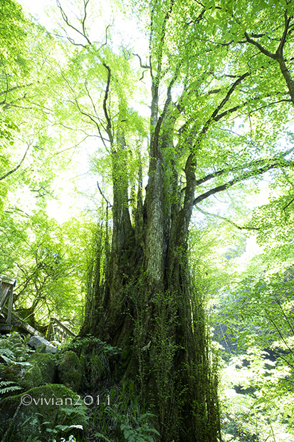 那須塩原　初夏のスッカン沢ハイキングはおススメ！_e0227942_22090398.jpg