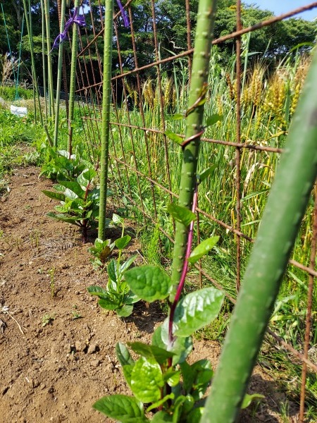 夏野菜の支柱立て頑張った 鎌倉fonteの日常