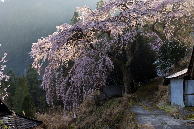 2021桜咲く奈良　西吉野貝原の桃源郷_f0155048_22373532.jpg