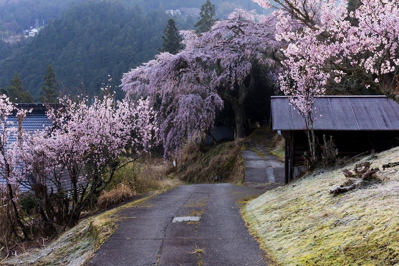 2021桜咲く奈良　西吉野貝原の桃源郷_f0155048_22375164.jpg