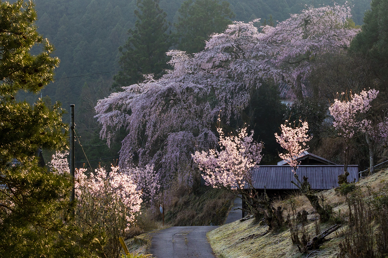 2021桜咲く奈良　西吉野貝原の桃源郷_f0155048_22383800.jpg