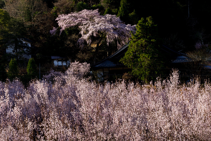 2021桜咲く奈良　西吉野貝原の桃源郷_f0155048_22442866.jpg